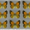 colias croceus broodfemales volg